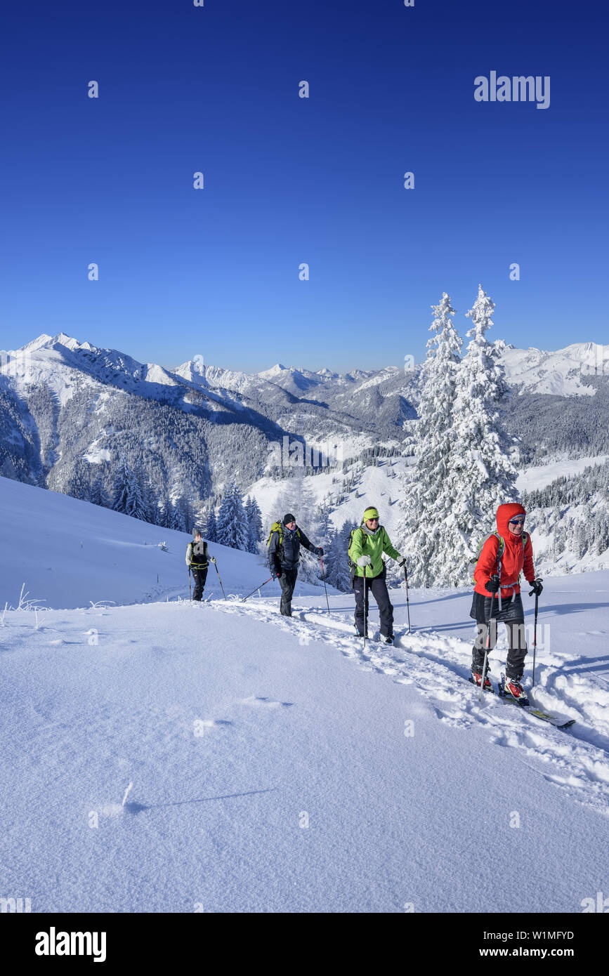 Four persons back-country skiing ascending to Trainsjoch, Mangfall range in background, Trainsjoch, Bavarian Alps, Upper Bavaria, Bavaria, Germany Stock Photo