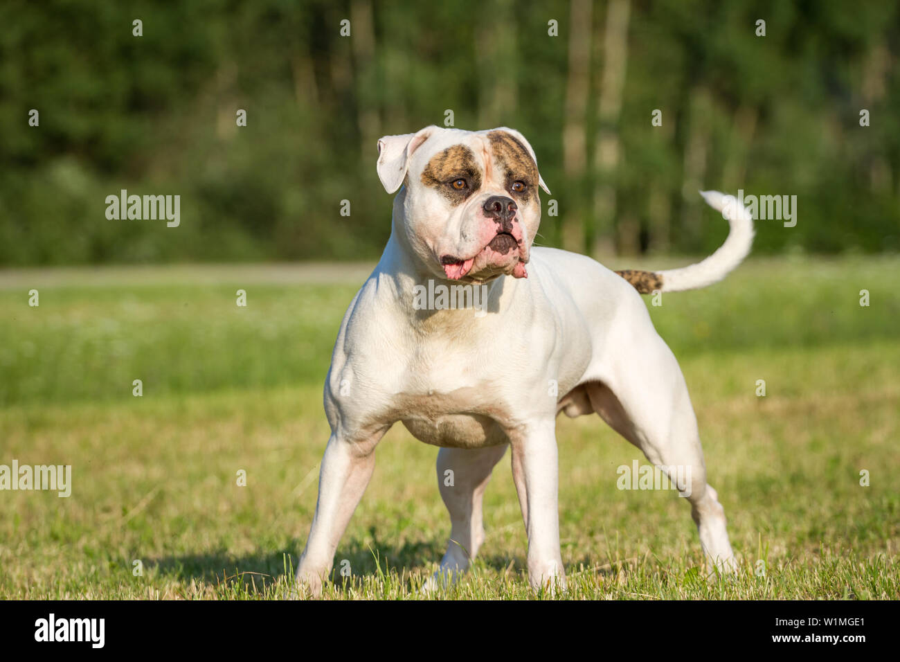 Strong bulldog cheap