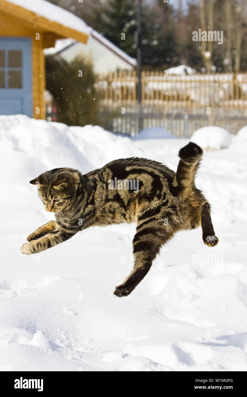 cat jumping in snow, domestic cat, male, Germany Stock Photo