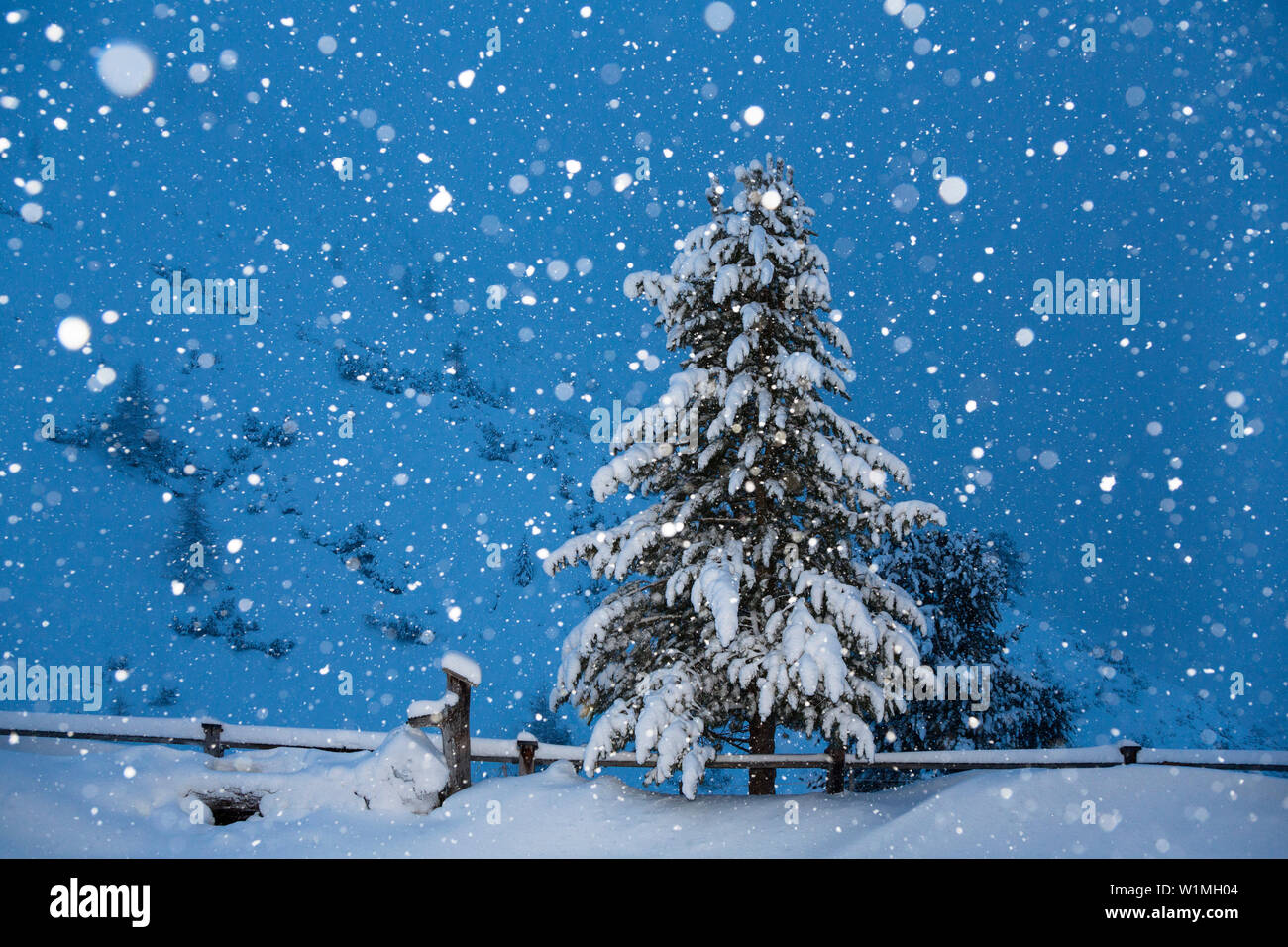 Swiss Stone Pine, Pinus cembra at snowfall, Winterscenery in the Stubai Mountains, Alps, Tirol, Austria Stock Photo