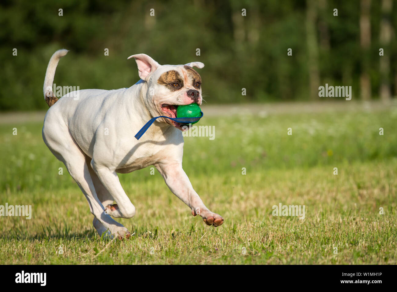 American Bulldog running and fetching a ball Stock Photo