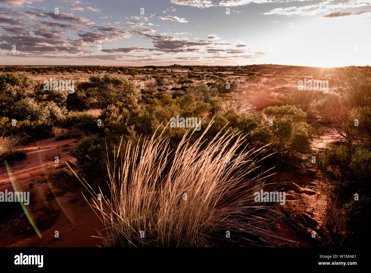 Grass land in the outback at sunset, great central road close to