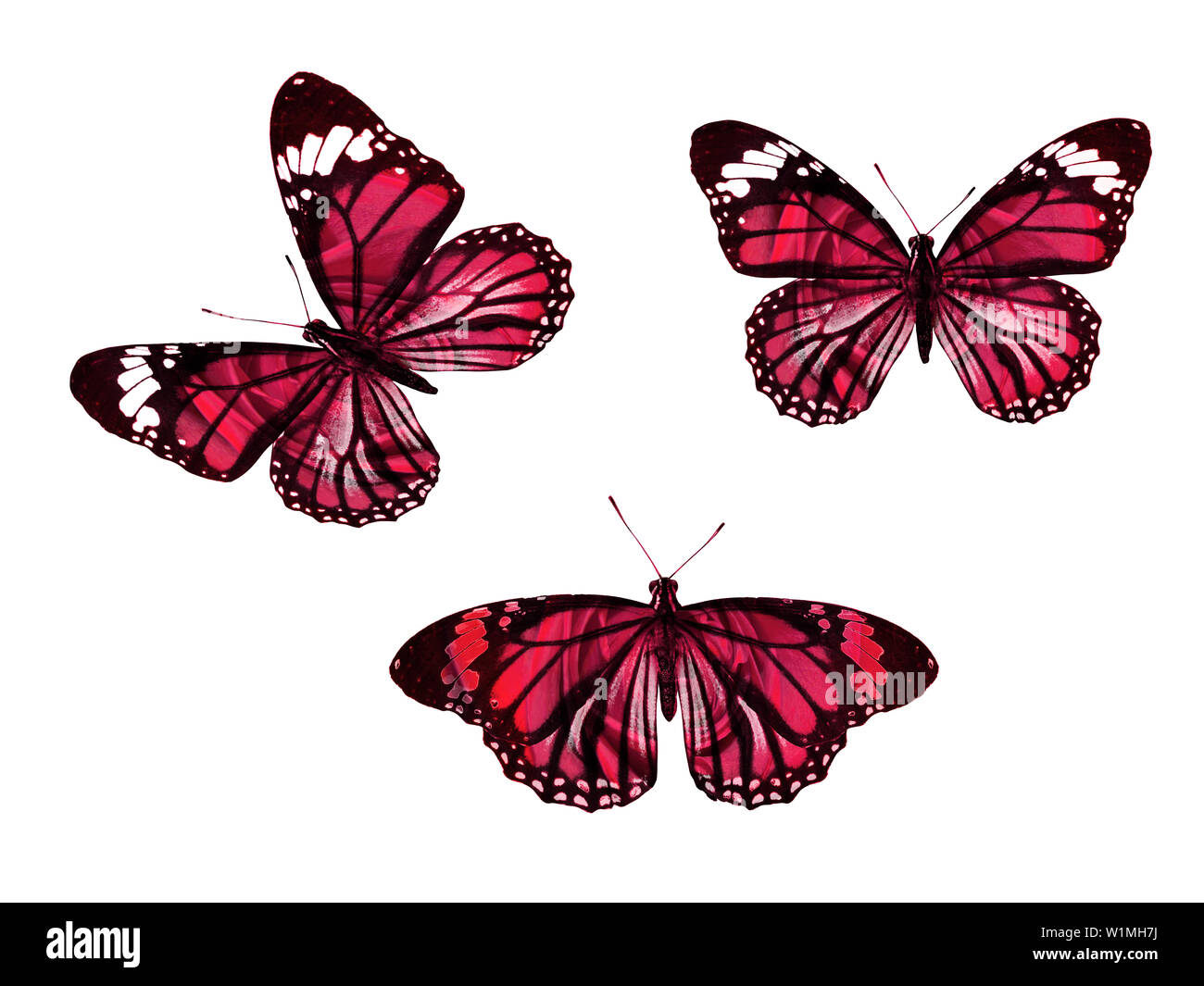 set of colored butterflies isolated on white background Stock Photo - Alamy