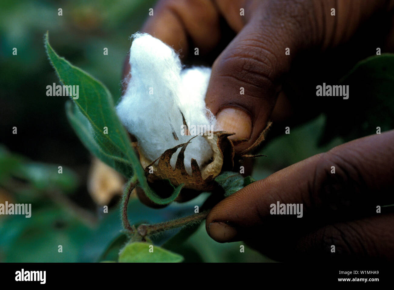 India cotton fabric hi-res stock photography and images - Alamy