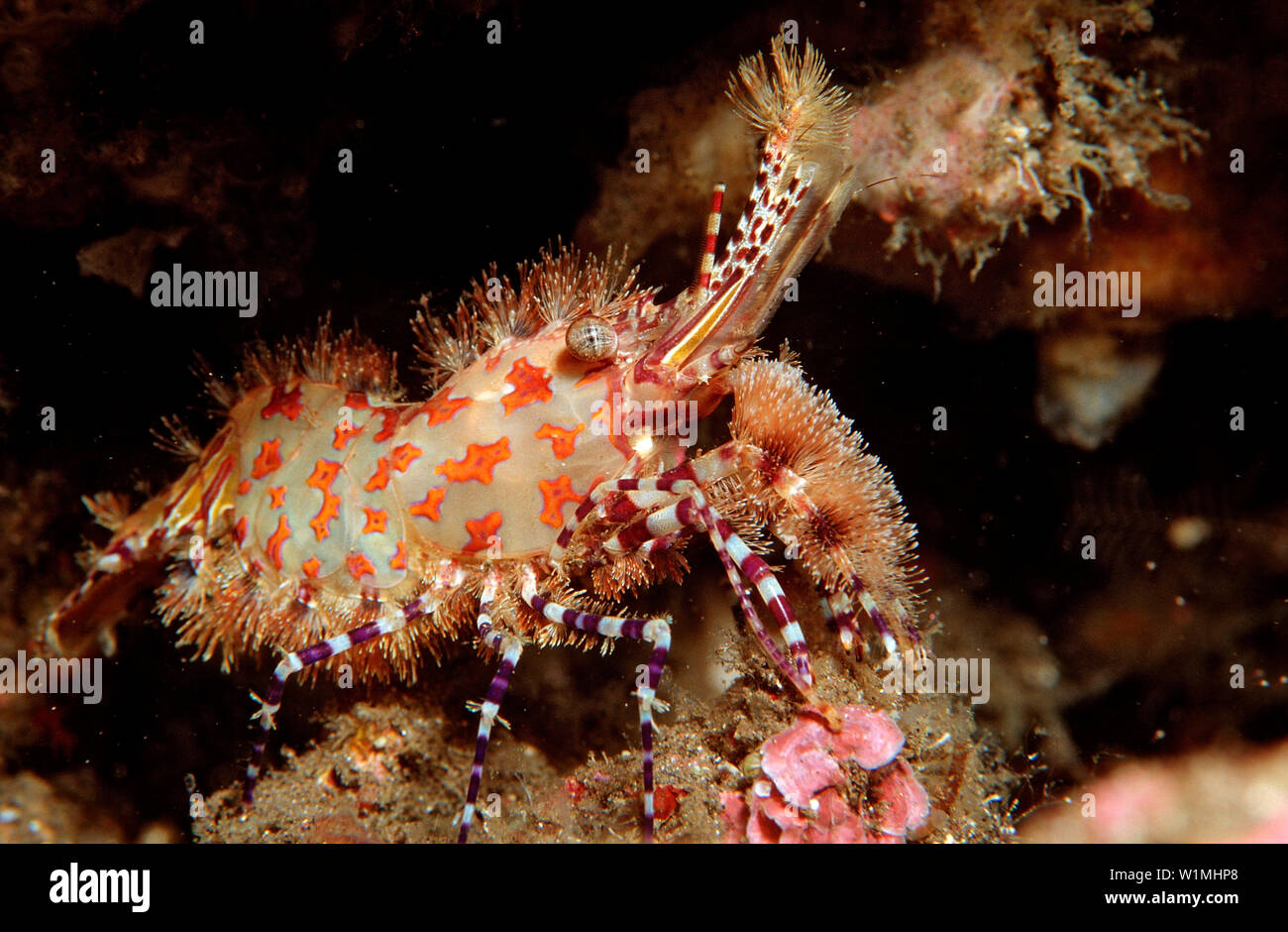 Marbled shrimp, Saron sp., Komodo National Park, Indian Ocean, Indonesia Stock Photo