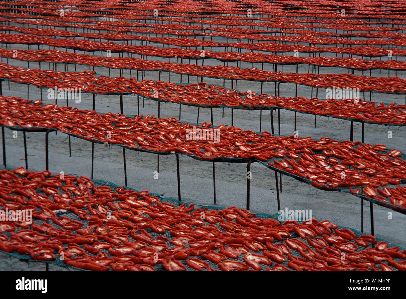 Getrocknete Tomaten, Foggia, Apulien Italien Stock Photo