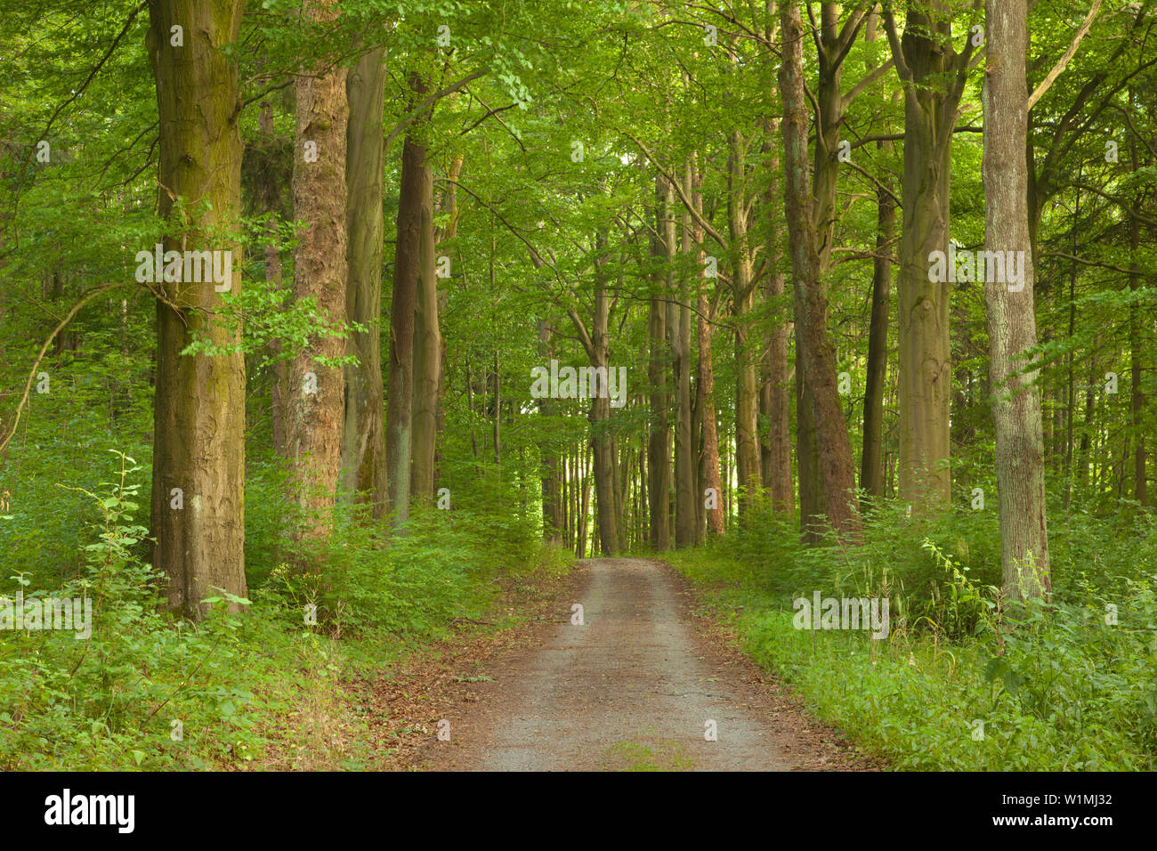 Beech and oak trees hi-res stock photography and images - Alamy