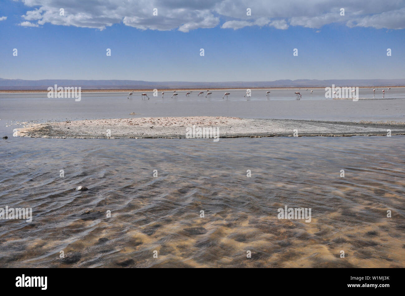 Salt lake Salar de Atacama with Laguna Chaxa und Andean Flamingos, Phoenicoparrus andinus, volcano Licancabur, San Pedro de Atacama, Atacama Wüste, Al Stock Photo