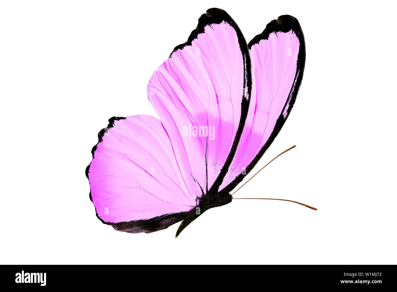 purple butterfly isolated on white background Stock Photo - Alamy