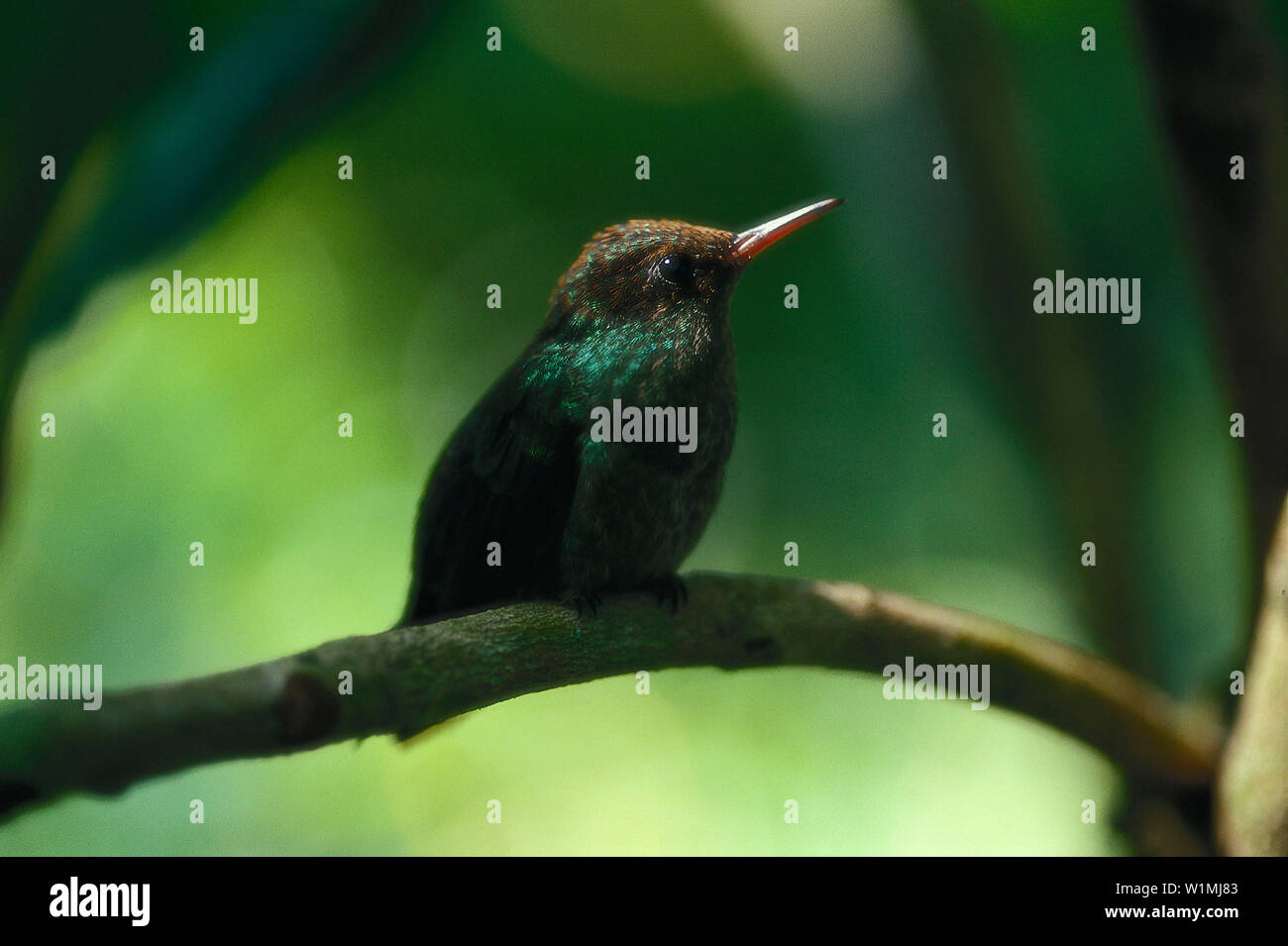 Kolibri, Jamaika, Karibik Stock Photo