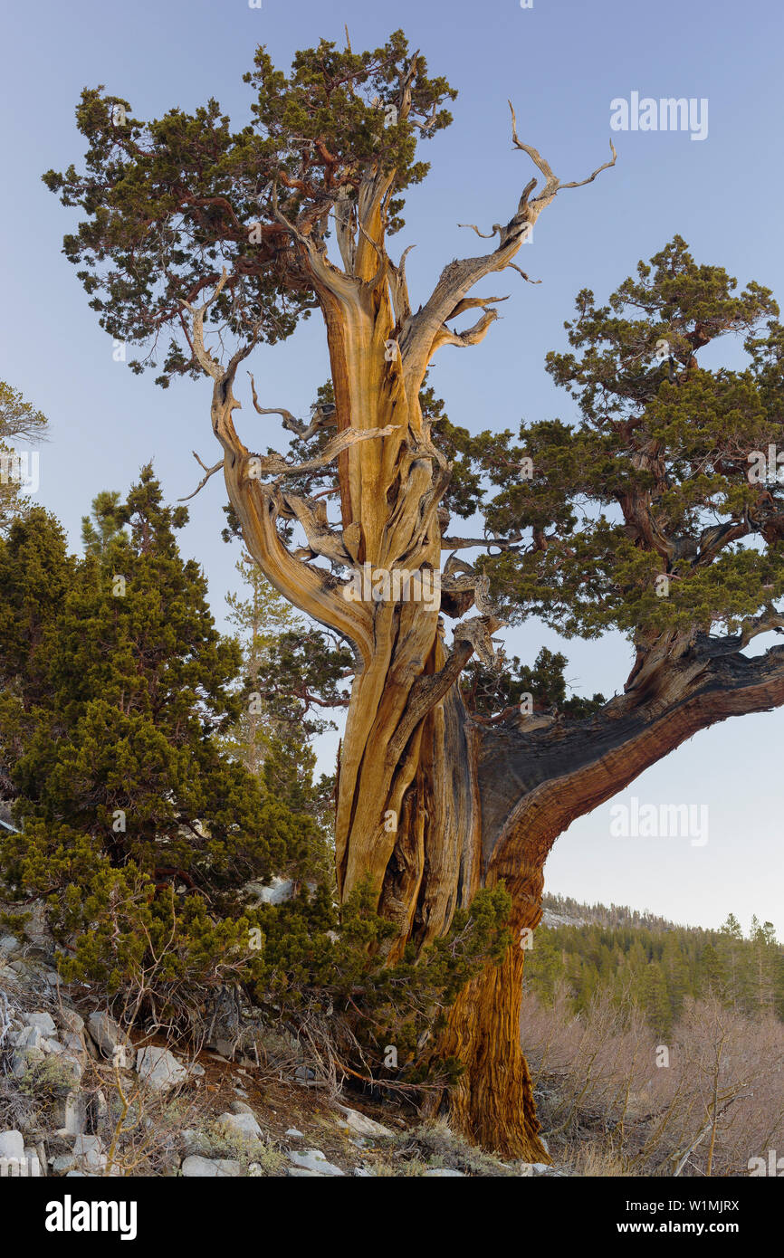 Long-lived pine, (Pinus longaeva), Sierra nevada, California, USA Stock Photo