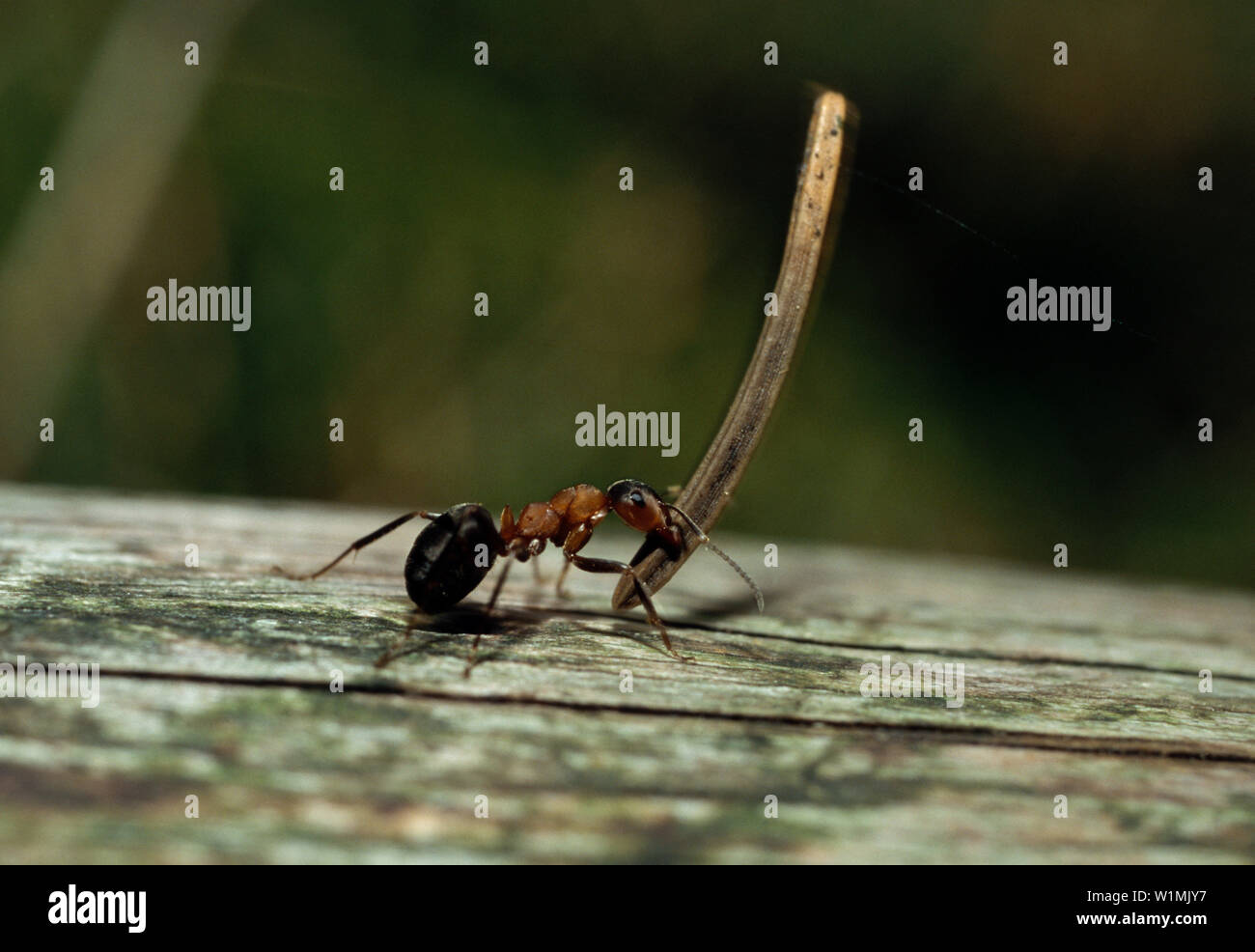 Ameise hi-res stock photography and images - Alamy