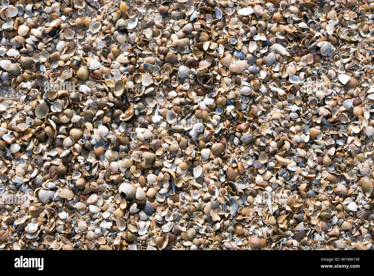 Sea coast beach shells hi-res stock photography and images - Alamy