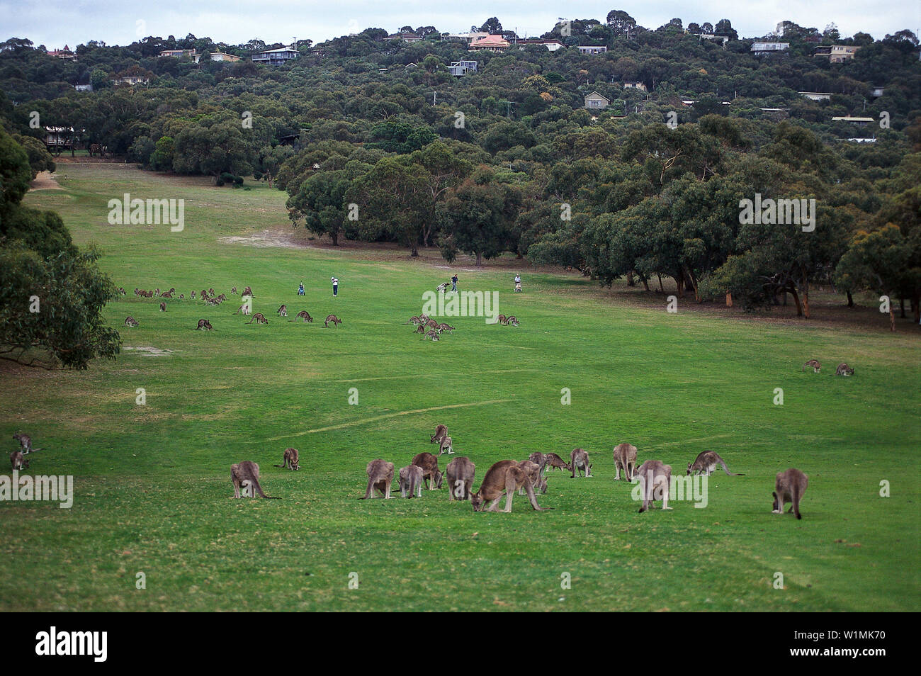 Kangaroos on golf course australia hires stock photography and images