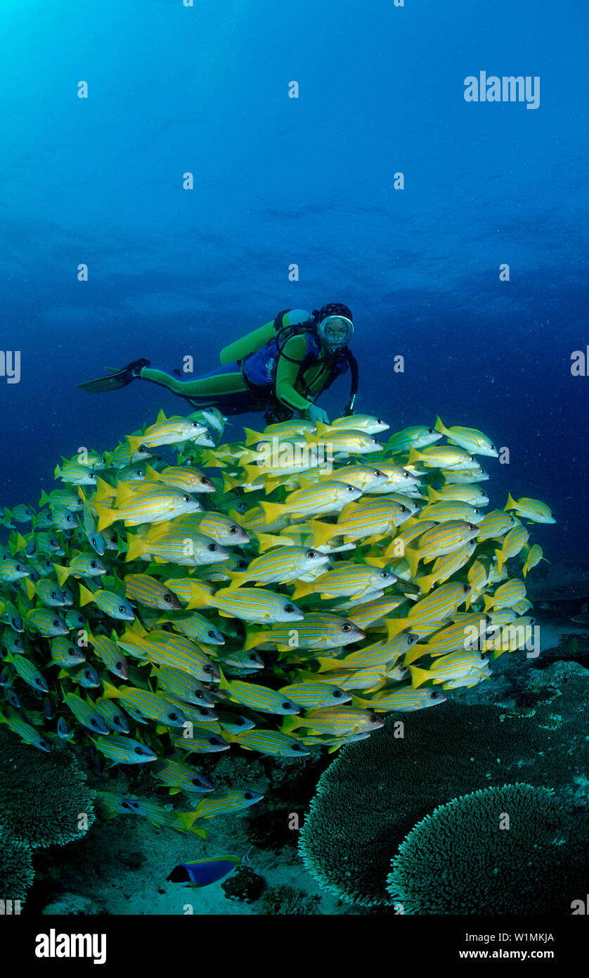 Schooling fivelined snapper and scuba diver, Lutjanus quinquelineatus, Maldives Islands, Indian ocean, Ari Atol, Atoll Stock Photo