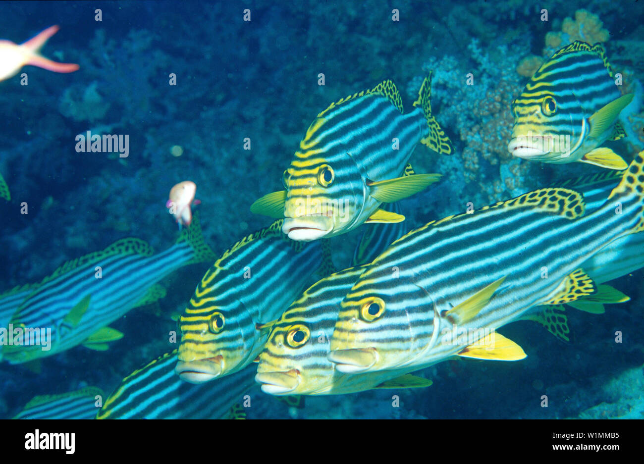 Suesslippenfische, Malediven Indischer Ozean Stock Photo