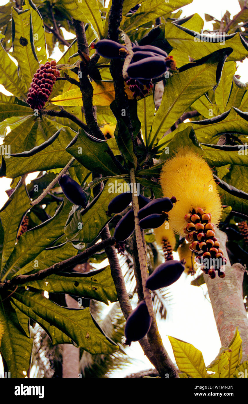 Tree - Efate Vanuatu - Sout Pacific Stock Photo