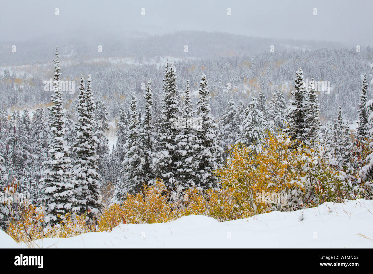 Early snow at Salt River Pass , Salt River Range , Wyoming , U.S.A. , America Stock Photo