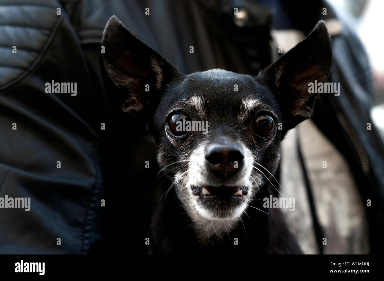 black dog with big eyes looks into the camera Stock Photo