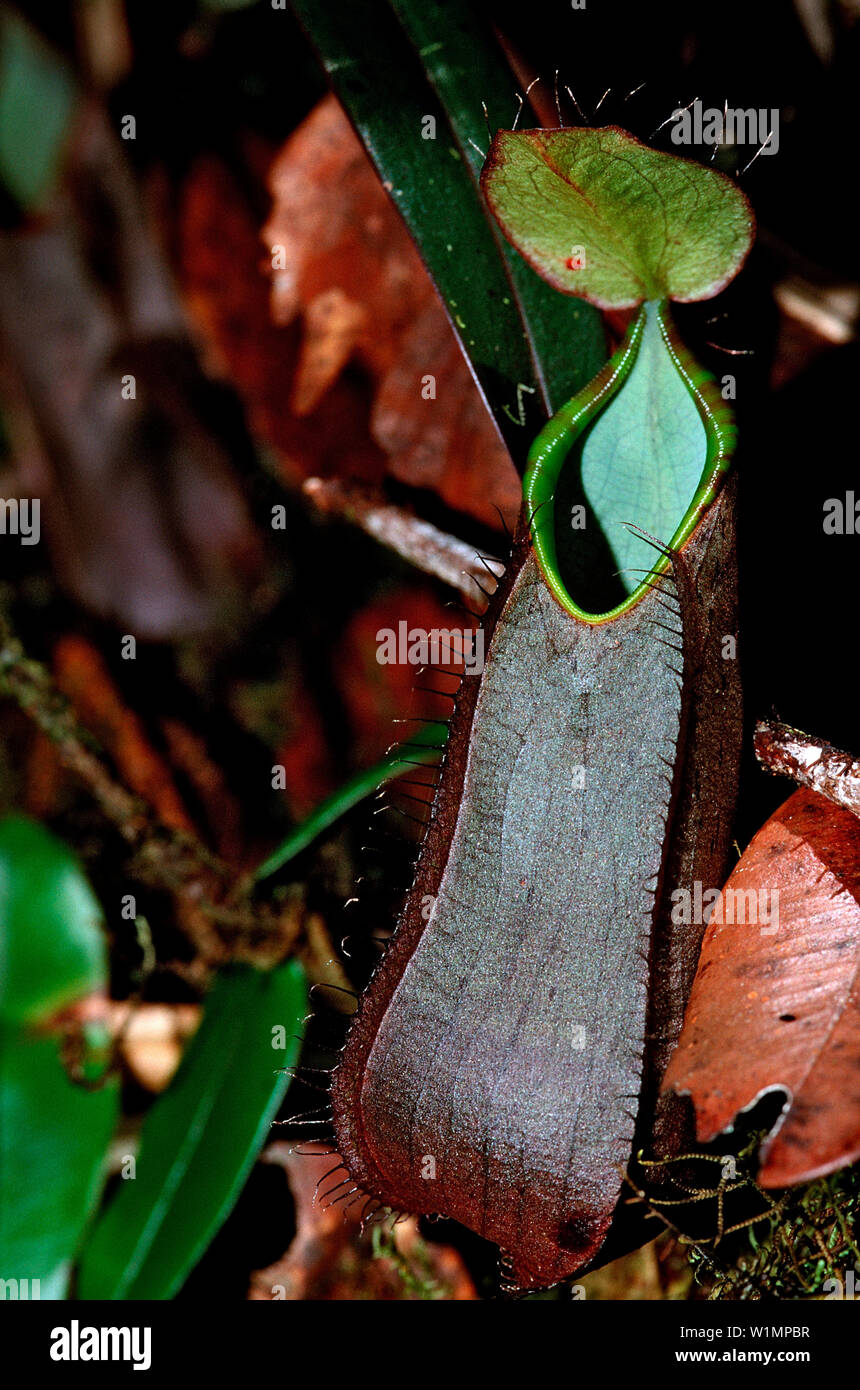 pitcher plant, Nepenthes tentaculata, Borneo, Sabah, Kota Kinabalu ...