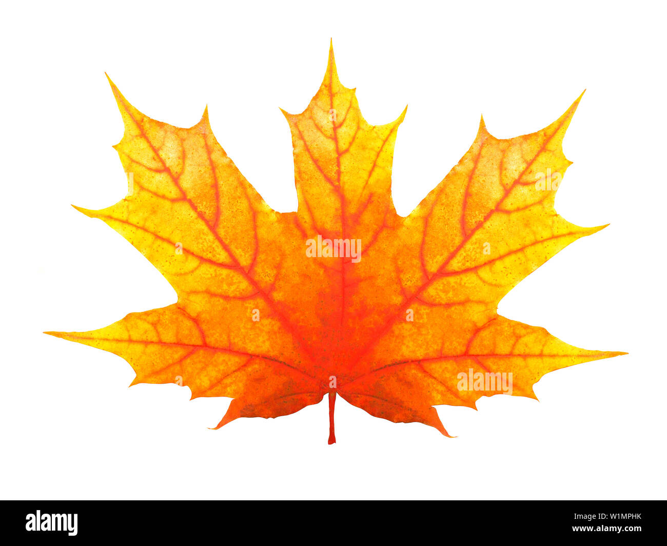 orange maple leaf isolated on white background Stock Photo - Alamy