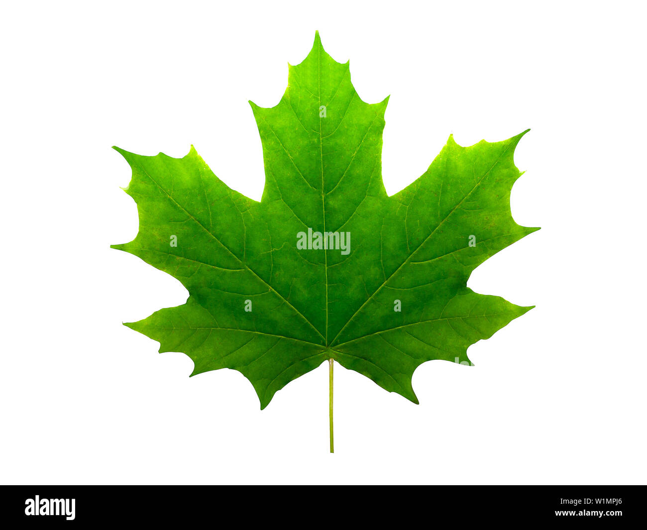 green maple leaf isolated on white background Stock Photo - Alamy