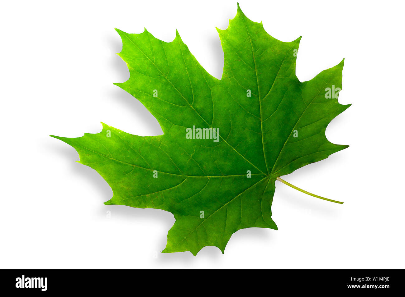 beautiful green maple leaf isolated on white background Stock Photo - Alamy