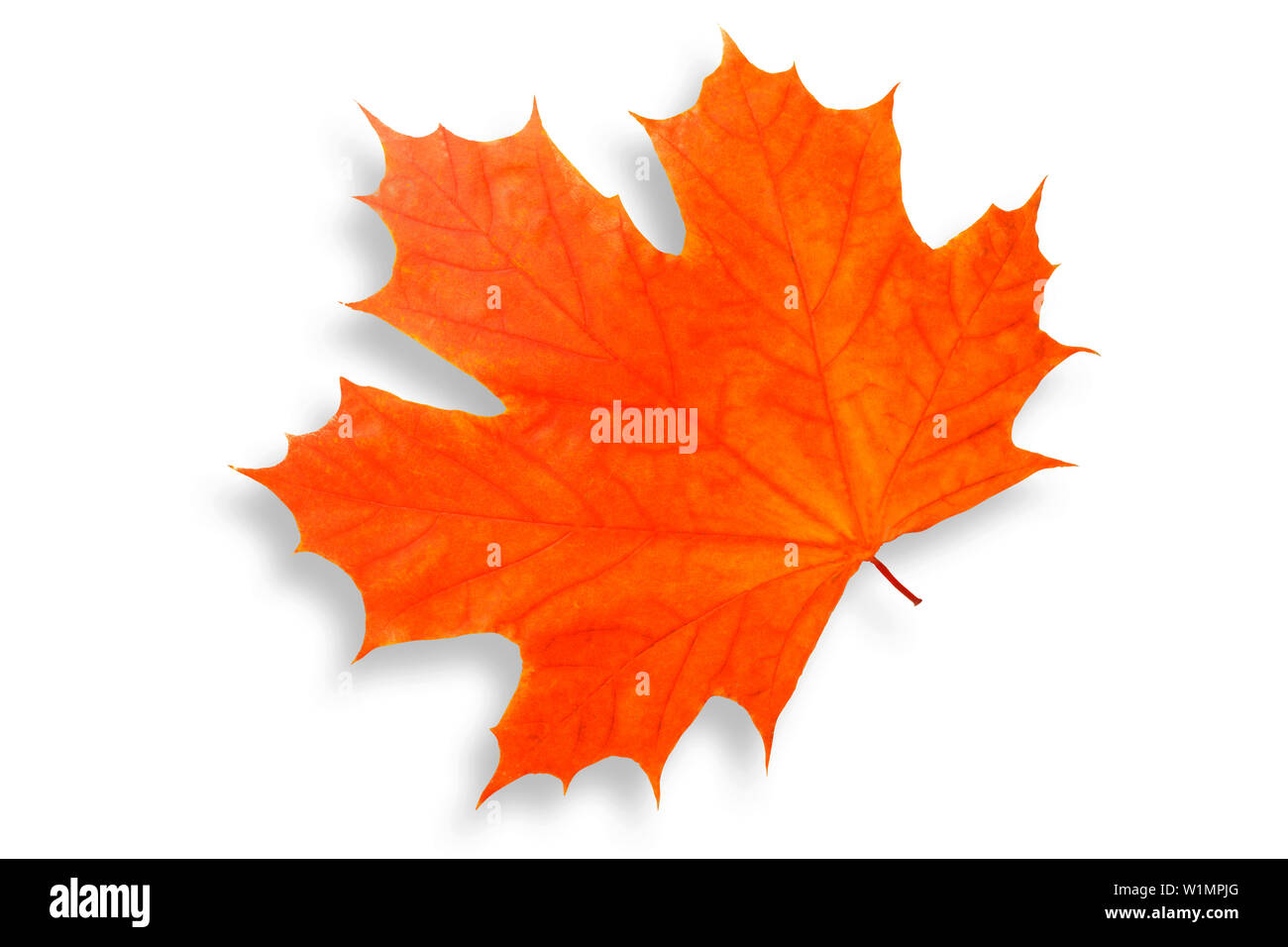 beautiful orange maple leaf isolated on white background Stock Photo ...