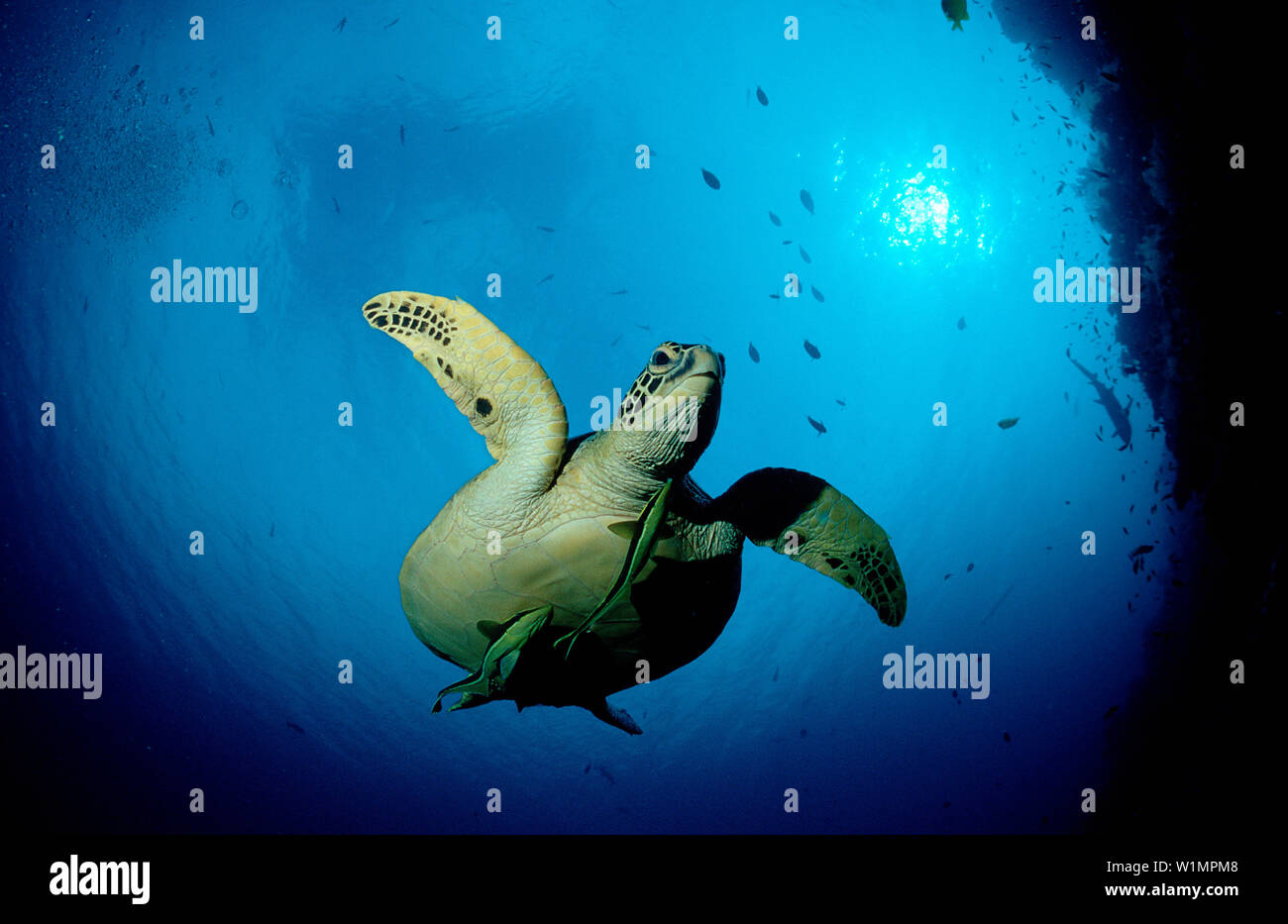 Suppenschildkroete, Meeresschildkroete, Green sea tu, Green sea turtle, green turtle, Chelonia mydas Stock Photo