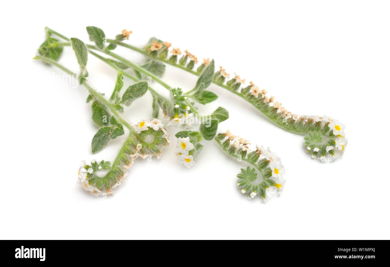 Heliotropium commonly known as heliotropes. Isolated on white background. Stock Photo