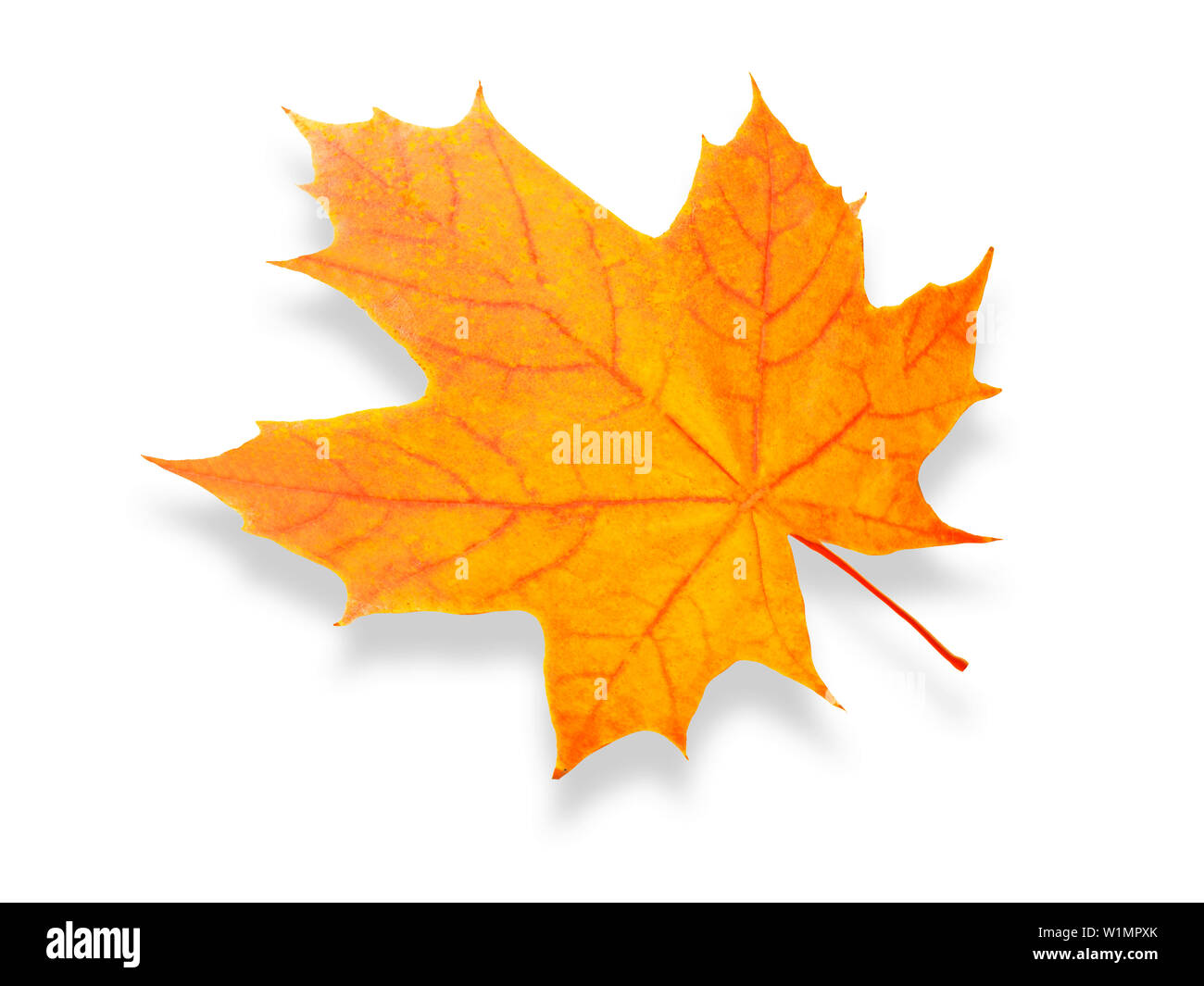 orange maple leaf isolated on white background Stock Photo - Alamy