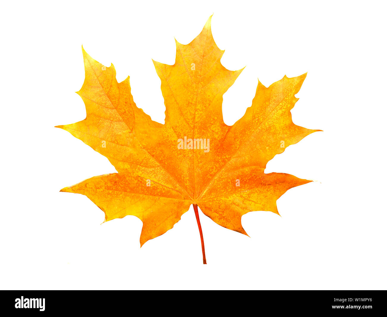 orange maple leaf isolated on white background Stock Photo - Alamy