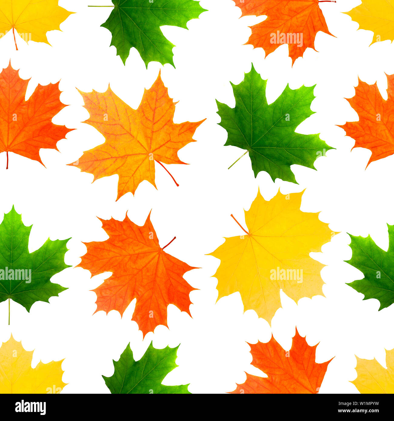 pattern seamless texture of maple leaves. isolated on white background ...