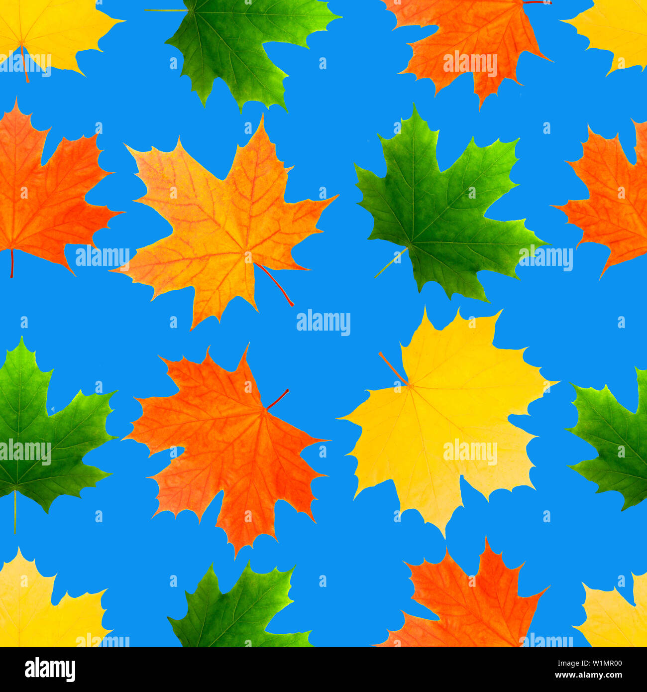 pattern seamless texture of maple leaves. on blue background Stock ...