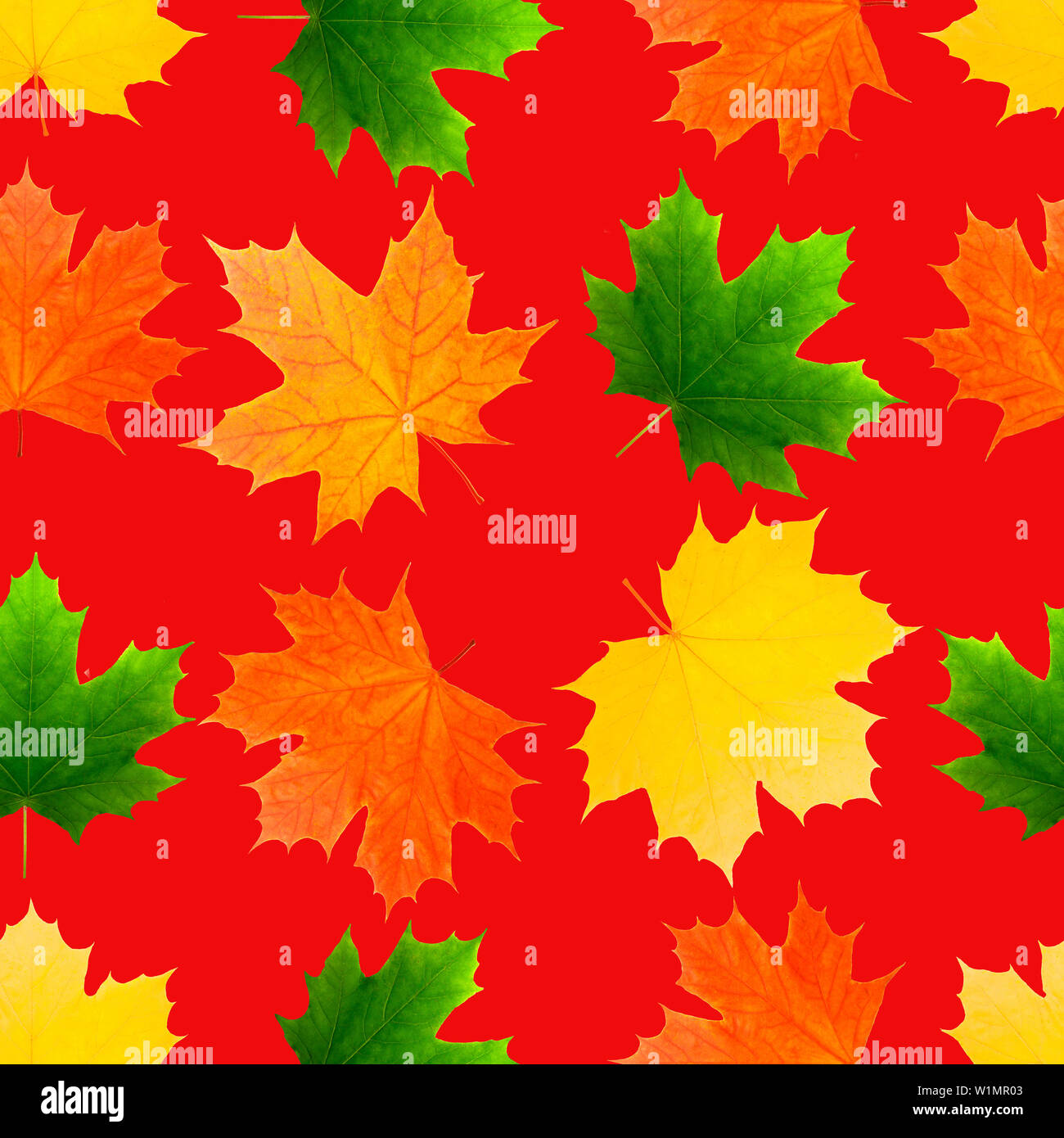 pattern seamless texture of maple leaves. on red background Stock Photo ...