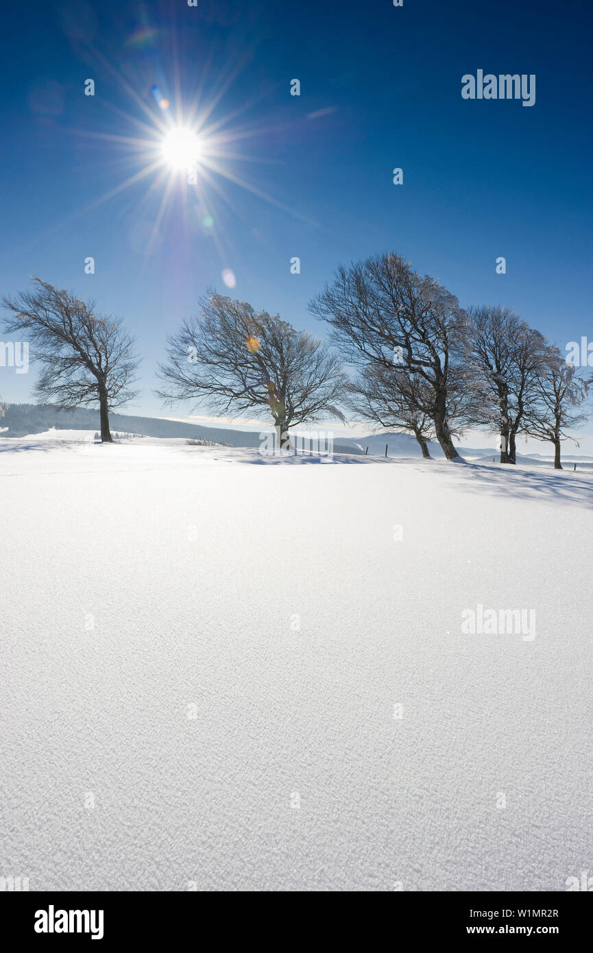 Snow-covered beech trees on mount Schauinsland, Freiburg im Breisgau, Black Forest, Baden-Wurttemberg, Germany Stock Photo
