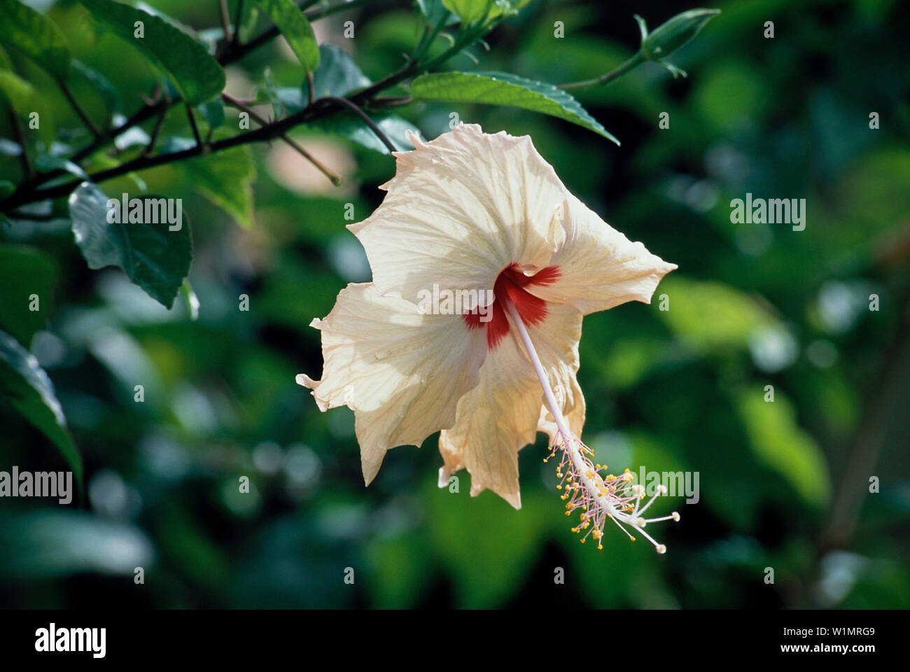 Gelber hibiscus hires stock photography and images Alamy