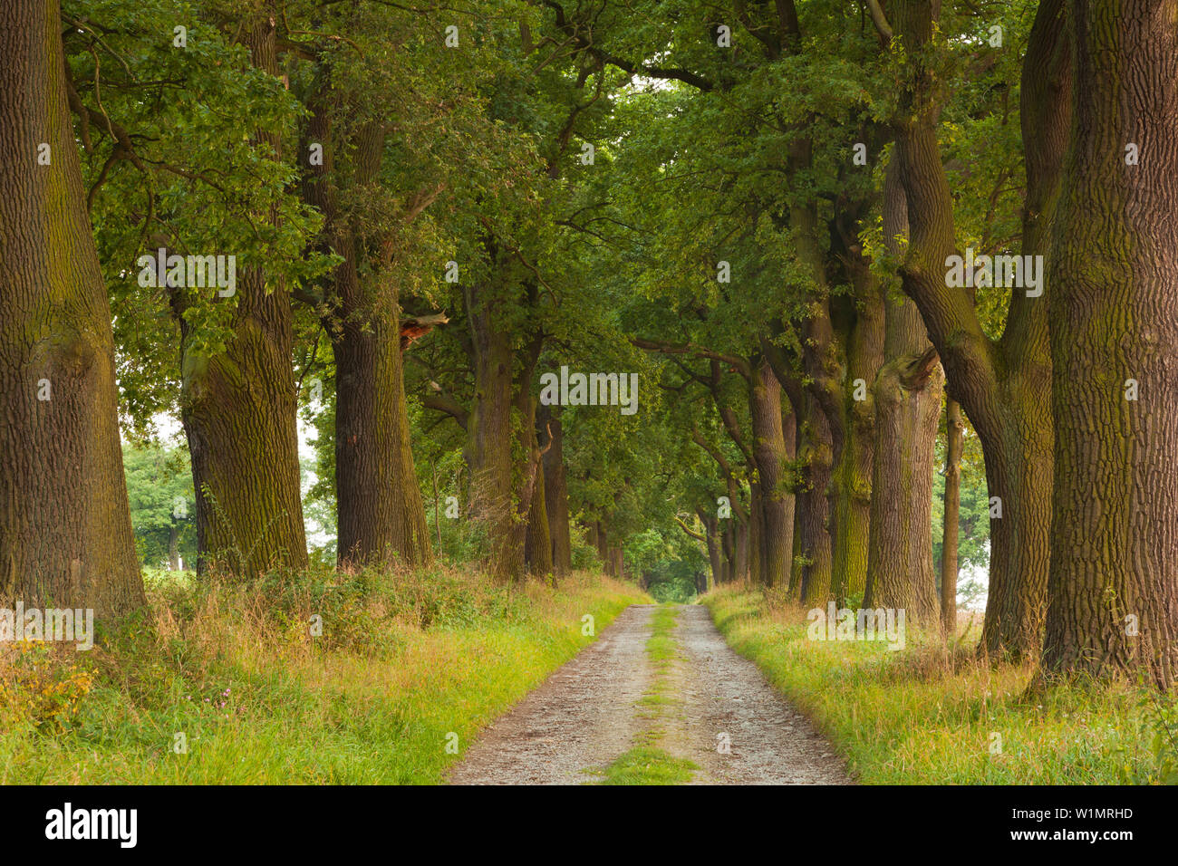 Alley with oak trees hessen hi-res stock photography and images - Alamy
