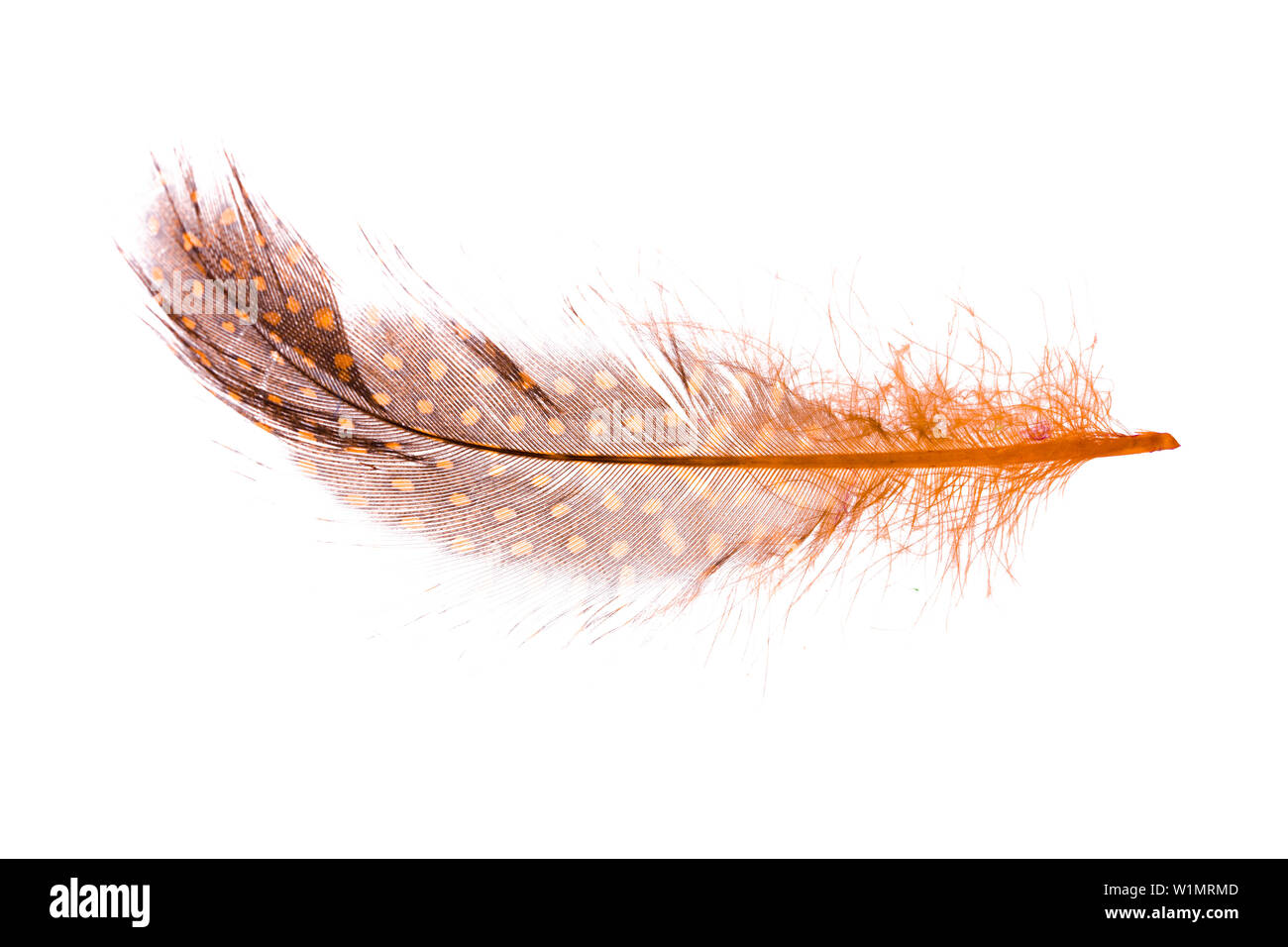 Fluffy brown feathers Cut Out Stock Images & Pictures - Alamy