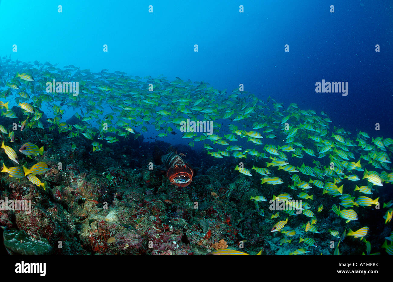 Saddleback coral trout, Fivelined snapper, Plectropomus laevis, Lutjanus quinquelineatus, Maldives Islands, Indian ocean, Ari Atol, Atoll Stock Photo