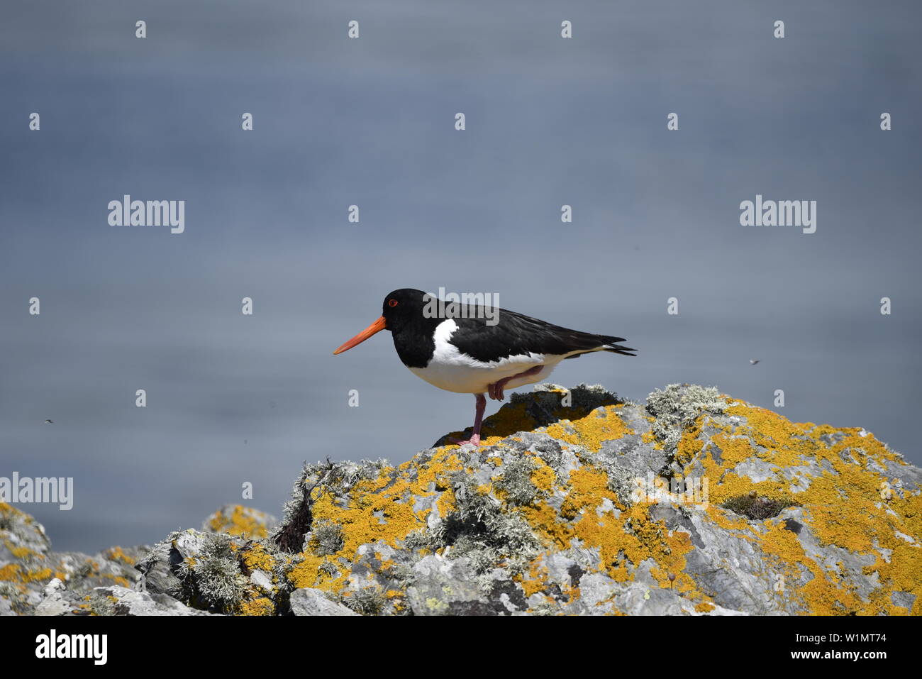 Eurasian Oyster Catcher stood on rock with sea in background Stock Photo