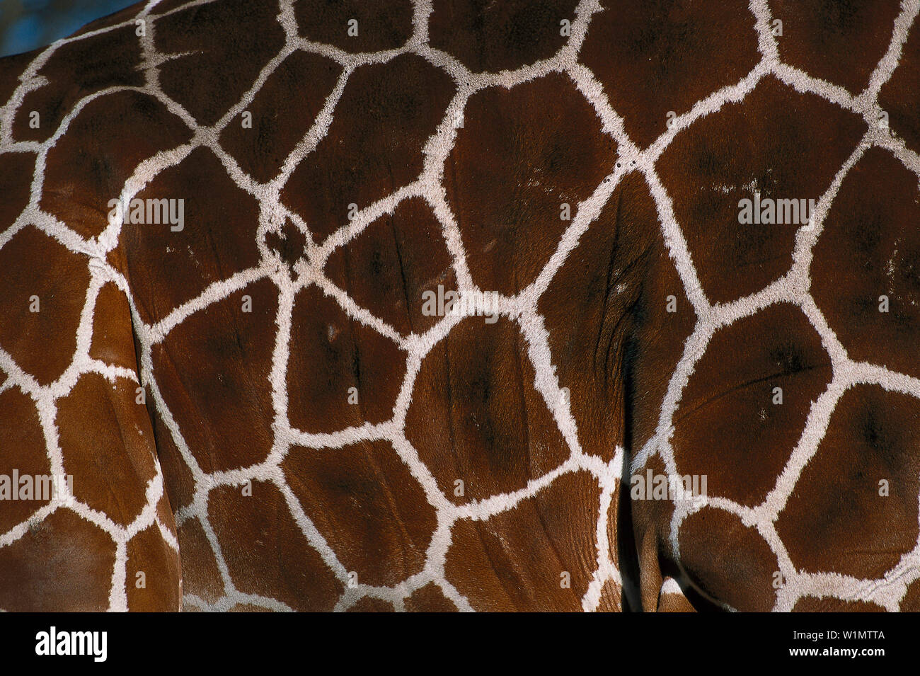 Netzgiraffe Reticulated Giraffe Giraffa Reticulata Stock Photo Alamy netzgiraffe-reticulated-giraffe-giraffa-reticulata-stock-photo-alamy