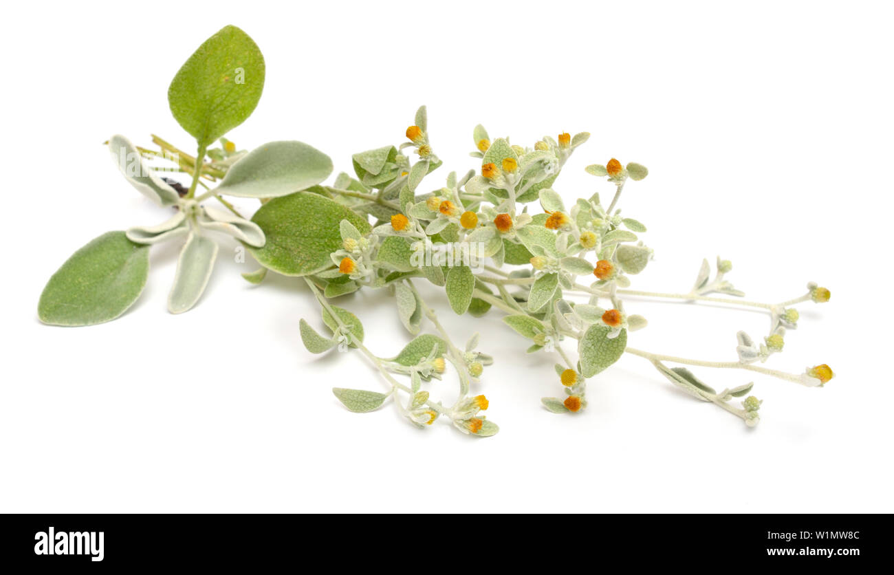 Plant Inula heterolepis isolated on white background. Stock Photo