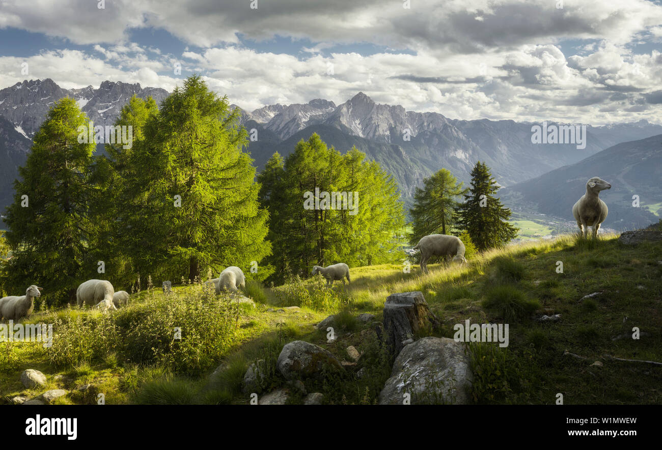 Sheep on Iselsberg, Lienz Dolomites, East Tyrol, Tyrol, Austria Stock