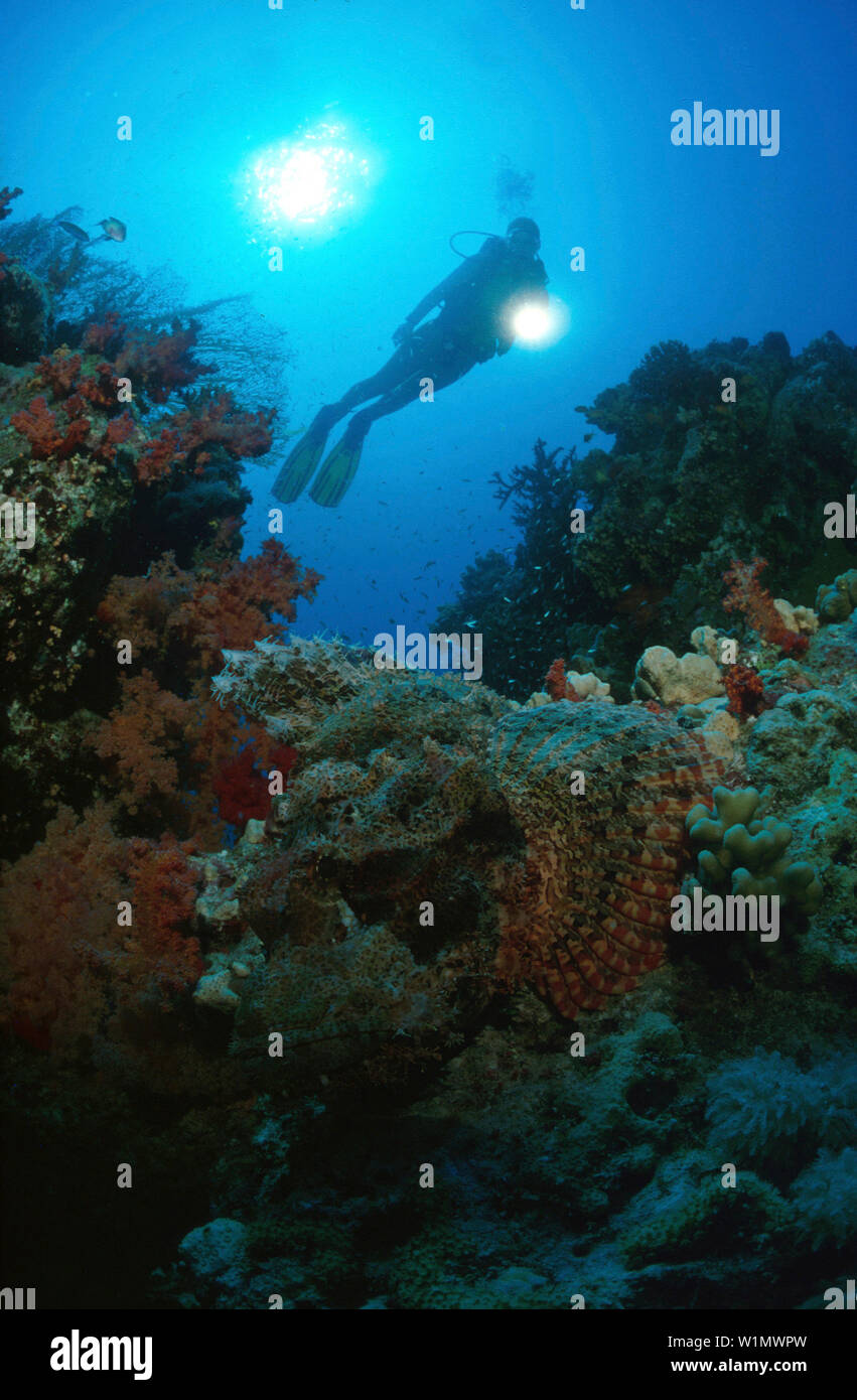 Taucher, Rotes Meer Aegypten Stock Photo
