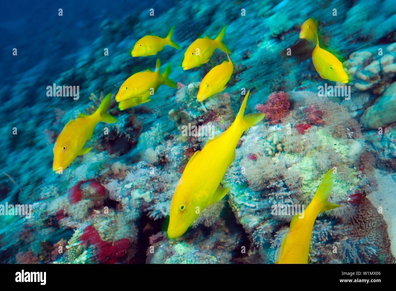 Shoal of Goldspotted Gaotfish, Parupeneus cyclostomus, Red Sea, Ras Mohammed, Egypt Stock Photo
