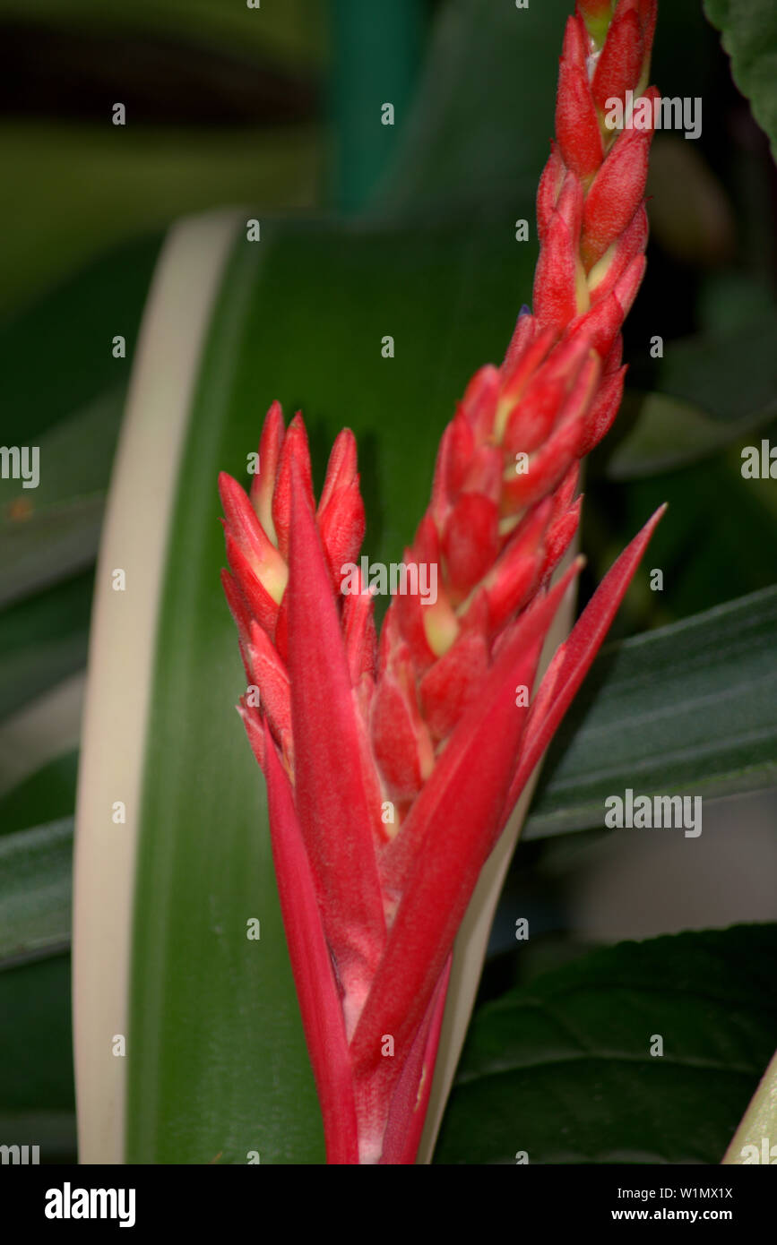 Flowering bromeliad bract Stock Photo