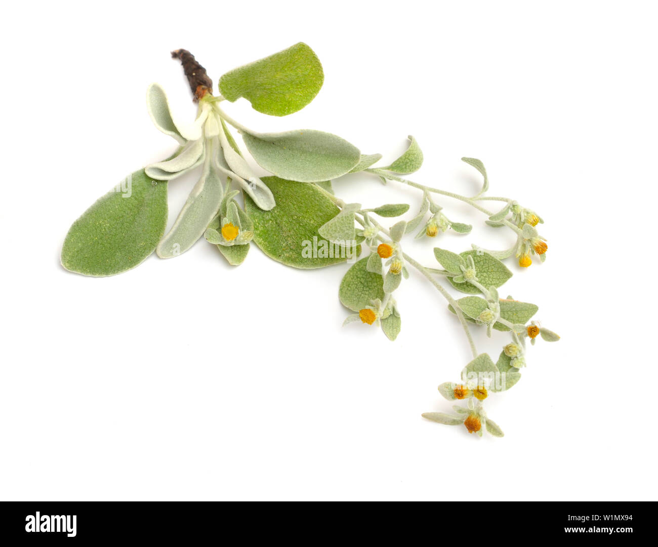 Plant Inula heterolepis isolated on white background. Stock Photo