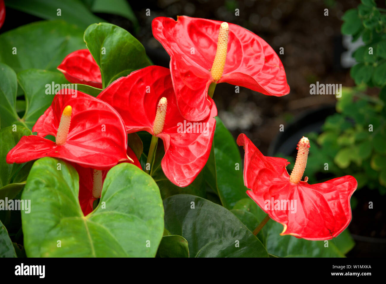 Image of a flowering bract of anthurium or red peace lily Stock Photo