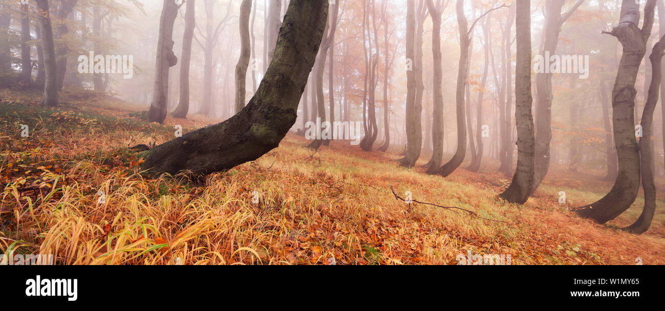 Panorama of a primeval beech forest in autumn with grass in the foreground, Ore Mountains, Ustecky kraj, Czech Republic Stock Photo